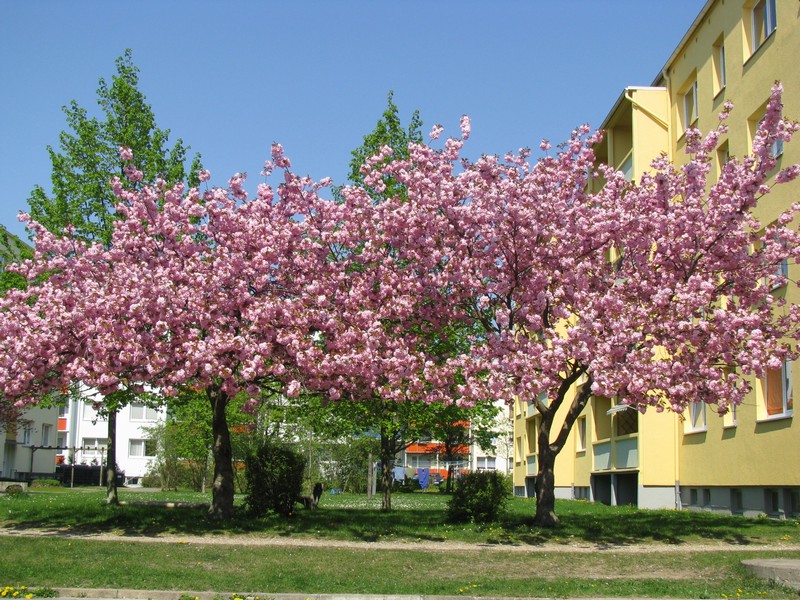 Grevesmhlen, Ploggenseering; Blhende Landschaft im ehemaligen sozialistischen Wohnviertel, hier die Kirschbaumblte. Grevesmhlen 25.04.2011