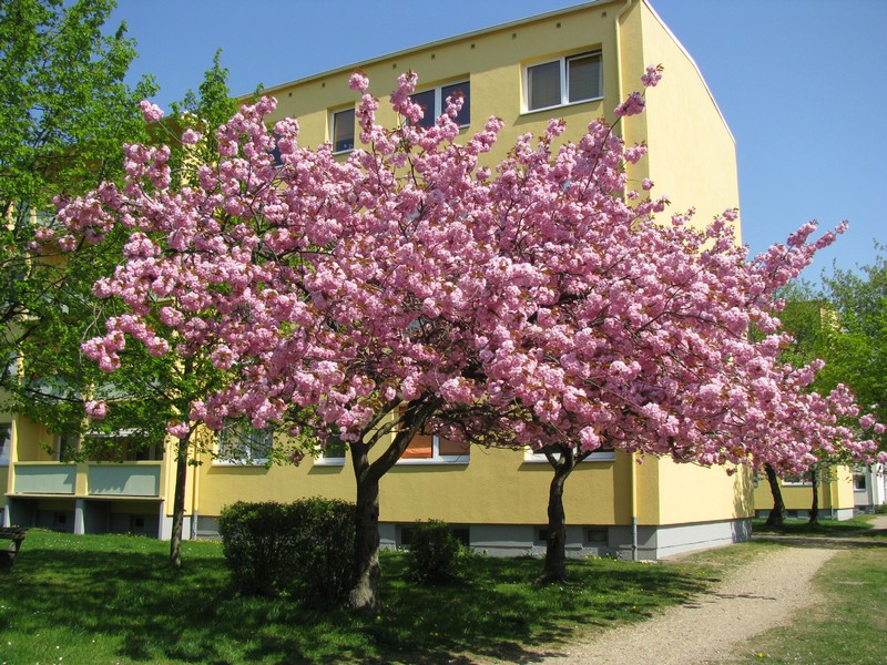 Grevesmhlen; Ploggenseering zur Kirschbaumbltenzeit [25.04.2011]