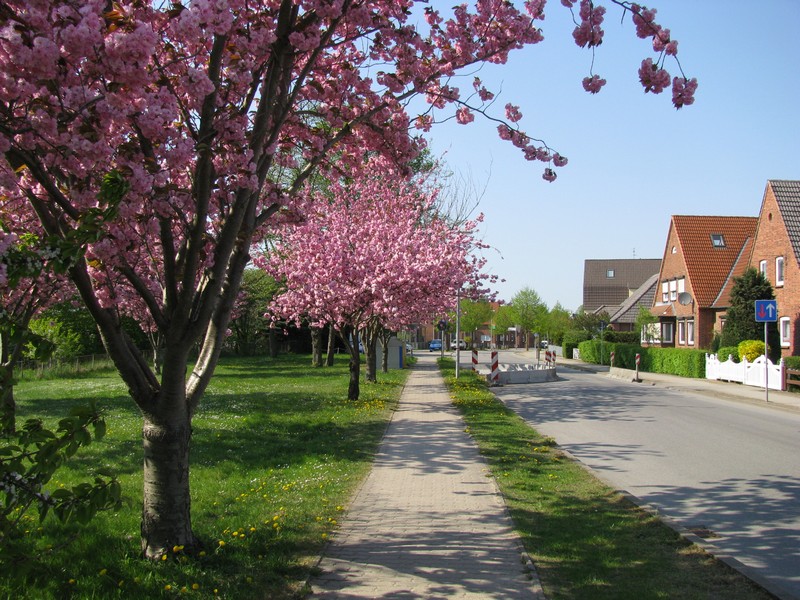 Grevesmhlen; Schweriner Strae zur Kirschbaumblte [25.04.2011]