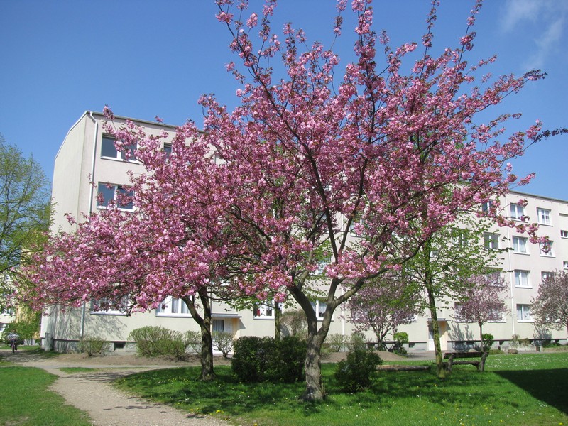 Kirschblte im Ploggenseering (Grevesmhlen), 01.05.2010