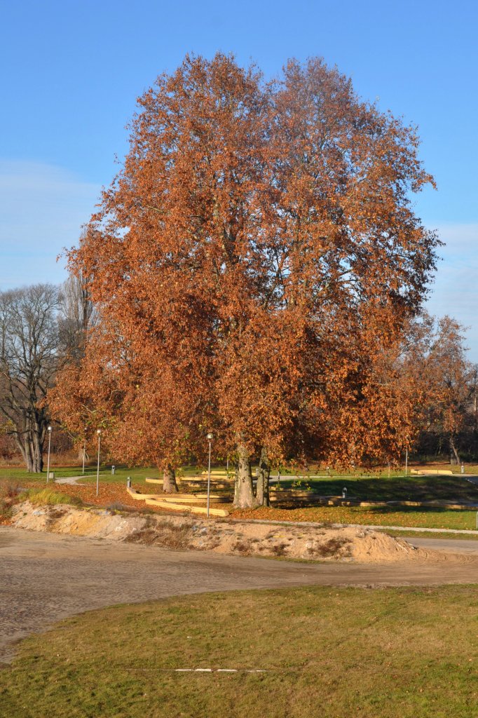 KOSTRZYN nad Odrą (Powiat gorzowski), 25.11.2011, Herbststimmung an der Warthe