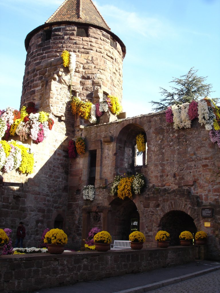 Lahr, Stadtturm mit Blumenschmuck zur  Chrysanthema 