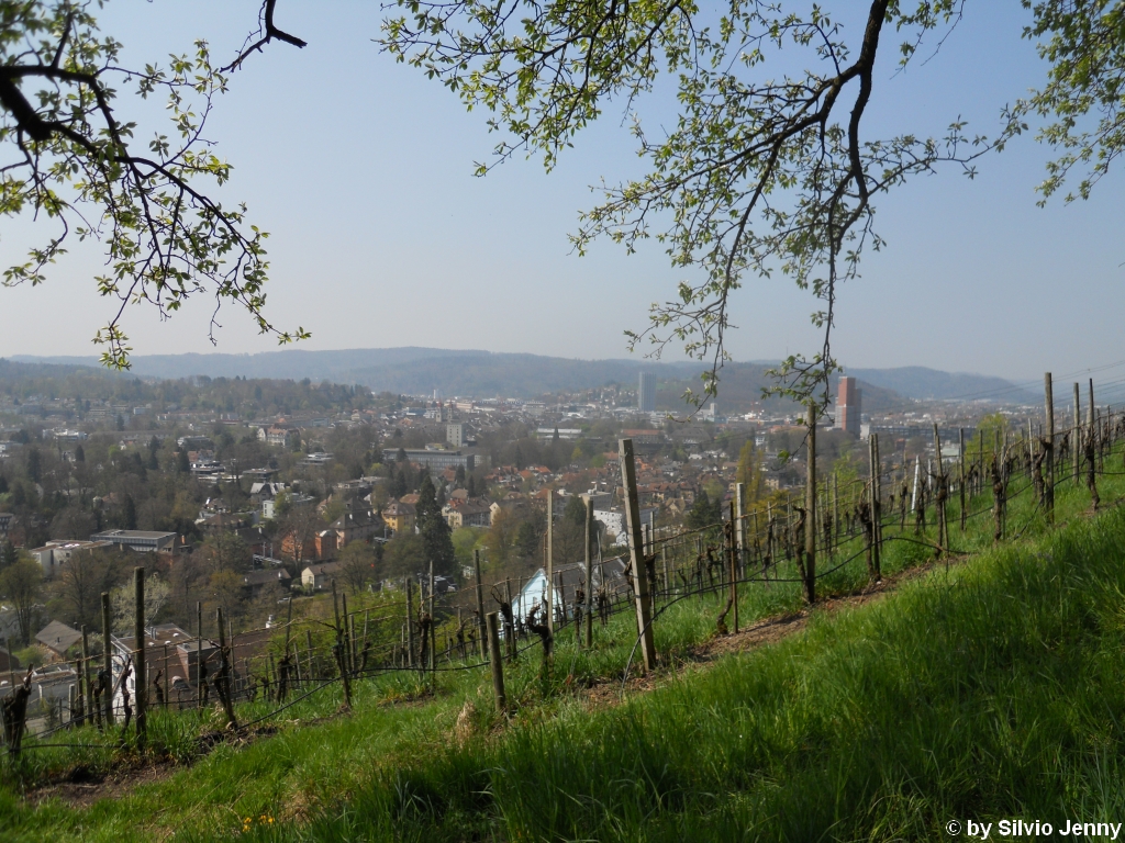 Ob der Goldenberger 2010 ein guter Jahrgang wird, wird sich im Sommer zeigen, der 24.4.2010 leistete jedenfalls einen guten Beitrag dazu.