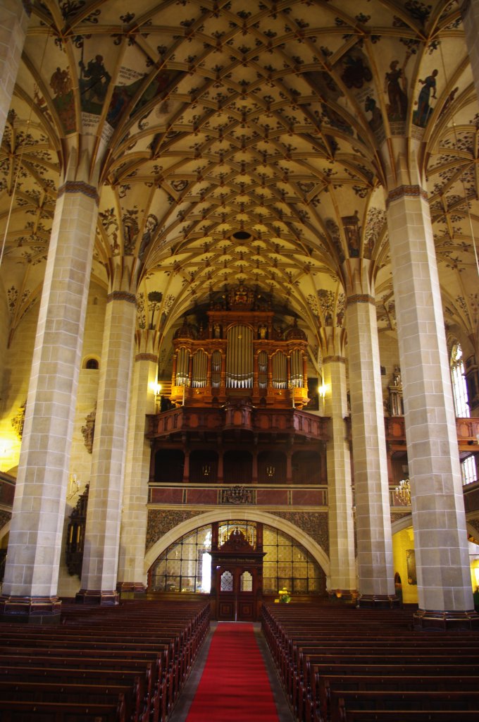 Pirna, Deckengewlbe und Orgel der Marienkirche, erbaut von 1502 bis 1546 (21.07.2011)