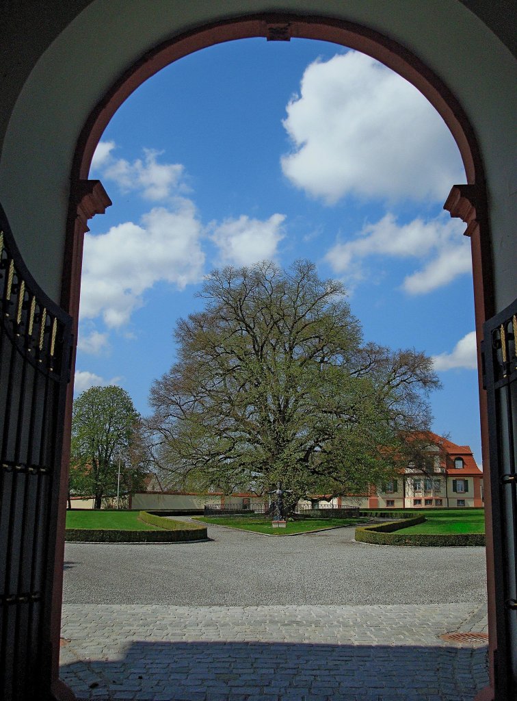 Schlo Altshausen in Oberschwaben, Blick durch das Torhaus in den Innenhof des Schloes mit der mehrhundertjhrigen prachtvollen Linde, Aug.2008