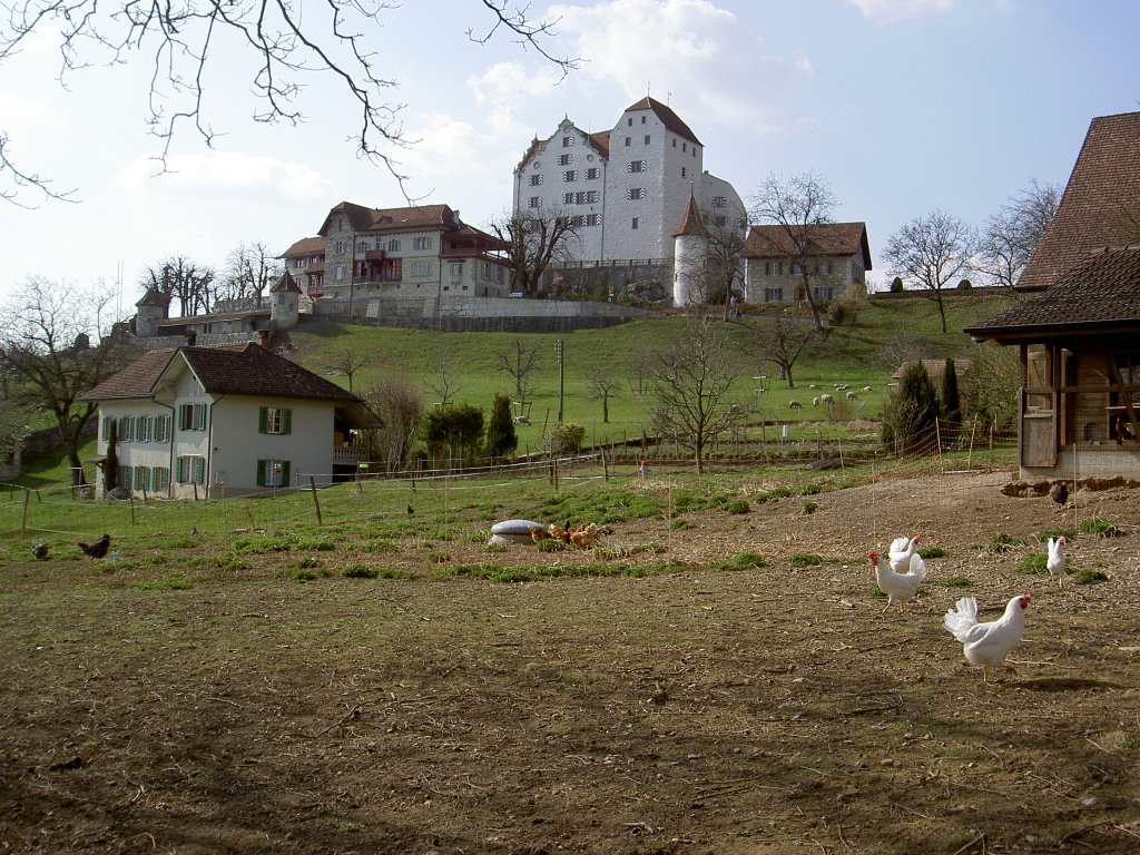 Schloss Wildegg bei Mriken, erbaut ab 1200 durch die Habsburger, Bezirk Lenzburg 
(25.03.2012)