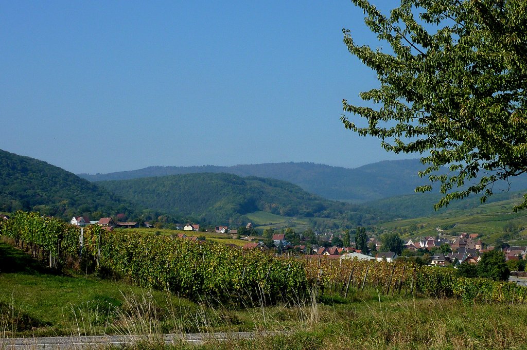 Sulzmatt, der ca. 3000 Einwohner zhlende Weinort liegt im Sdelsa an der Weinstrae, Sept.2011