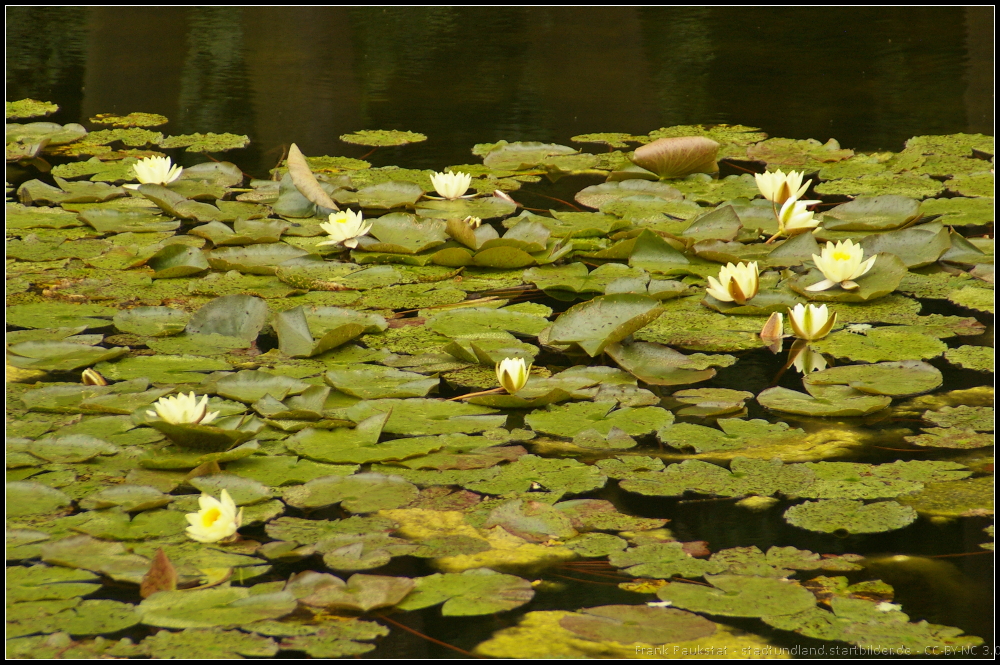 Teichrosen im Berliner Tiergarten (Berlin-Tiergarten 29.06.2013 beim G+ 2 Annivesary Photowalk Berlin, Germany)