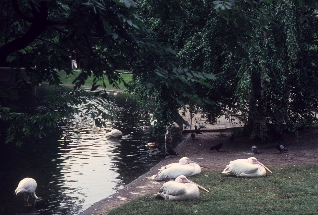 Wien Stadtpark am 19. Juni 1971.