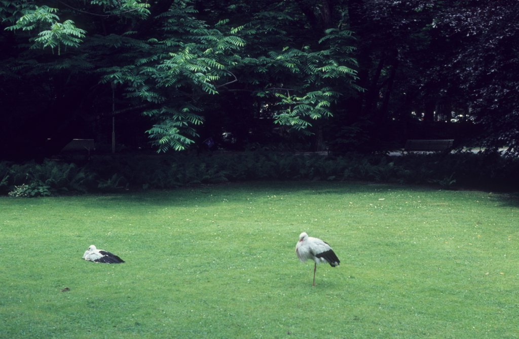 Wien Stadtpark am 19. Juni 1971.