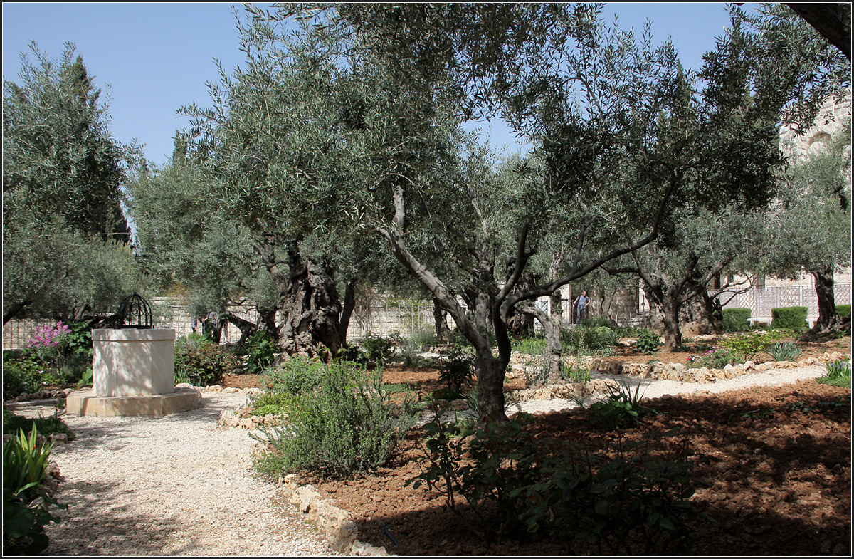 . Garten Gethsemane -

Uralte knorrige lberg im doch relativ kleinen Garten Gethsemane in Jerusalem.

19.03.2014 (Matthias)