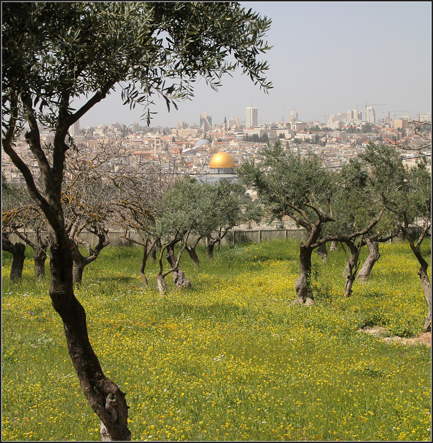 . Jerusalem und der Felsendom -

Blick vom Garten der Pater Noster Kirche auf die Altstadt von Jerusalem mit der goldenen Kuppel des Felsendomes.

19.03.2014 (Matthias)