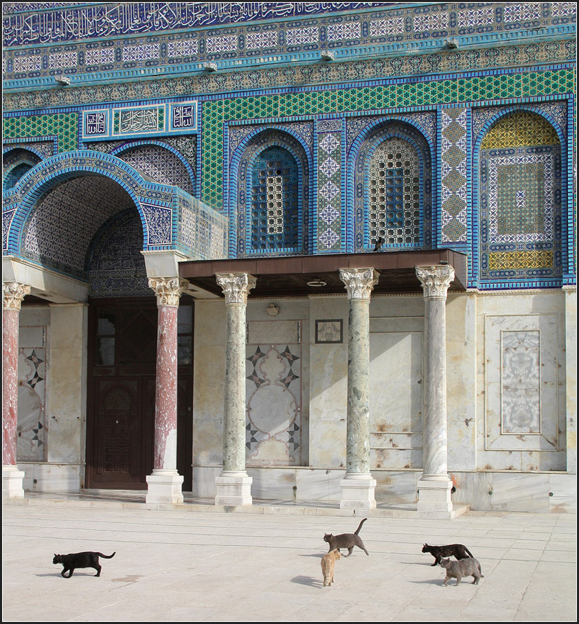 . Katzen auf dem Weg zu ihrem Frhstck -

In Jerusalem leben zahlreiche Katzen. Wohl sind die Katen im Westteil der Stadt besser genhrt als die Katzen in Ostjerusalem. Hier fnf Exemplare auf dem Tempelberg vor dem Felsendom.

25.03.2014 (Matthias)