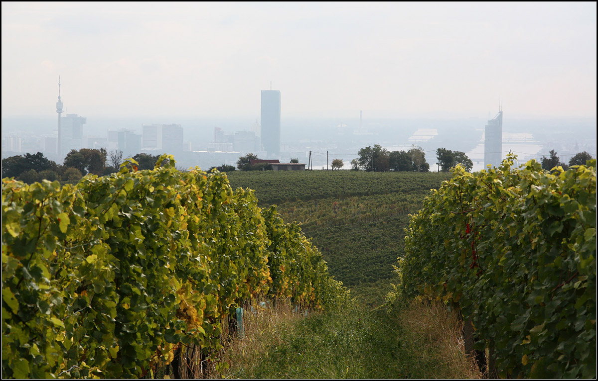 . Natur und Stadt -

Blick vom Weinberg unterhalb des Kahlenberges zur Donauebene mit Donaucity .

08.10.2016 (M)