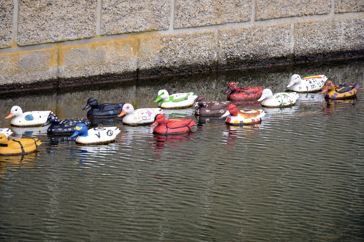 Alle meine Entchen - Schwimmen auf dem See.... Die Enten auf dem Foto sind aber nur von Plastik. Sie schweimmen auf dem Mhlenstrom (Mllestrmmen) in Hadersleben (Haderslev) in Nordschleswig. Aufnahme: 5. Mai 2021.
