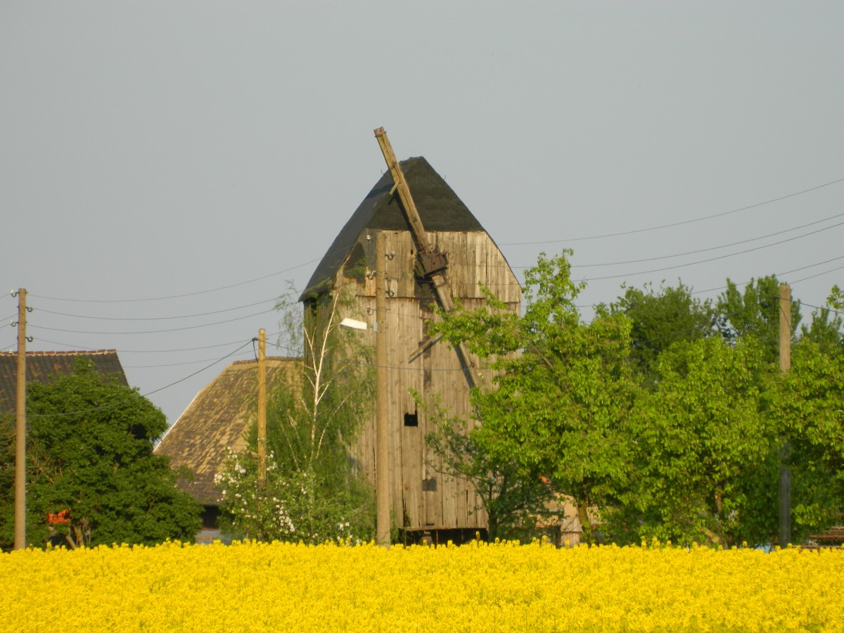 Alte Mhle schaut aus dem Rapsfeld, stlich von Grogrschen am 25.04.2014. 