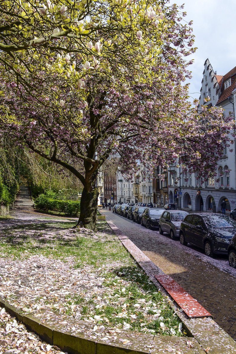 Bume an der Toosbystrae in Flensburg. Die Strae entstand um 1900 und verluft in einem ehemaligen Kerbtal im westlichen Frdehang. Aufnahme: 2. Mai 2020.