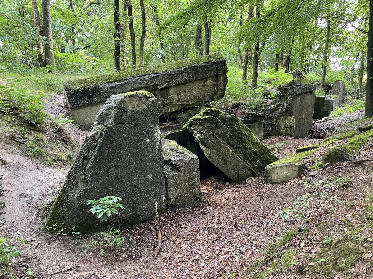 Batterie Gammelskov in Nordschleswig war ein Teil der Sicherungsstellung Nord. Die Gesprengte Batterie war die einzige der schweren Batterien in der Sicherungsstellung mit zwei Kanonen bestckt war. Es handelte sich um Schiffsgeschtze in Panzertrmen, die auf Betonfundamenten aufgestellt waren. Vermittels einer Schienenbahn konnte durch den 250 m langen Batteriegraben schnell Munition aus zwei Doppelmagazinen auf beiden Seiten der zwei Kanonen herantransportiert werden. Hinter dem Batteriegraben lag ein Deckungsgraben mit drei Mannschaftsrumen, alle mit Schiescharten zur Nahverteidigung, der mittlere eine sogenannte Kaponniere.
Aufnahme: 9. August 201.