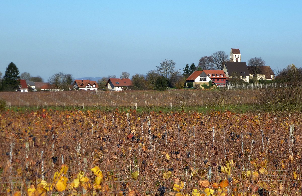 Betberg im Markgrflerland, Blick auf den Winzerort mit seiner historisch wertvollen Kirche, Nov.2015