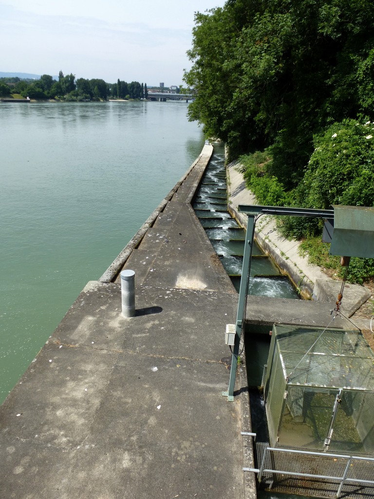 Birsfelden, die Fischtreppe am Rheinkraftwerk, Juni 2015