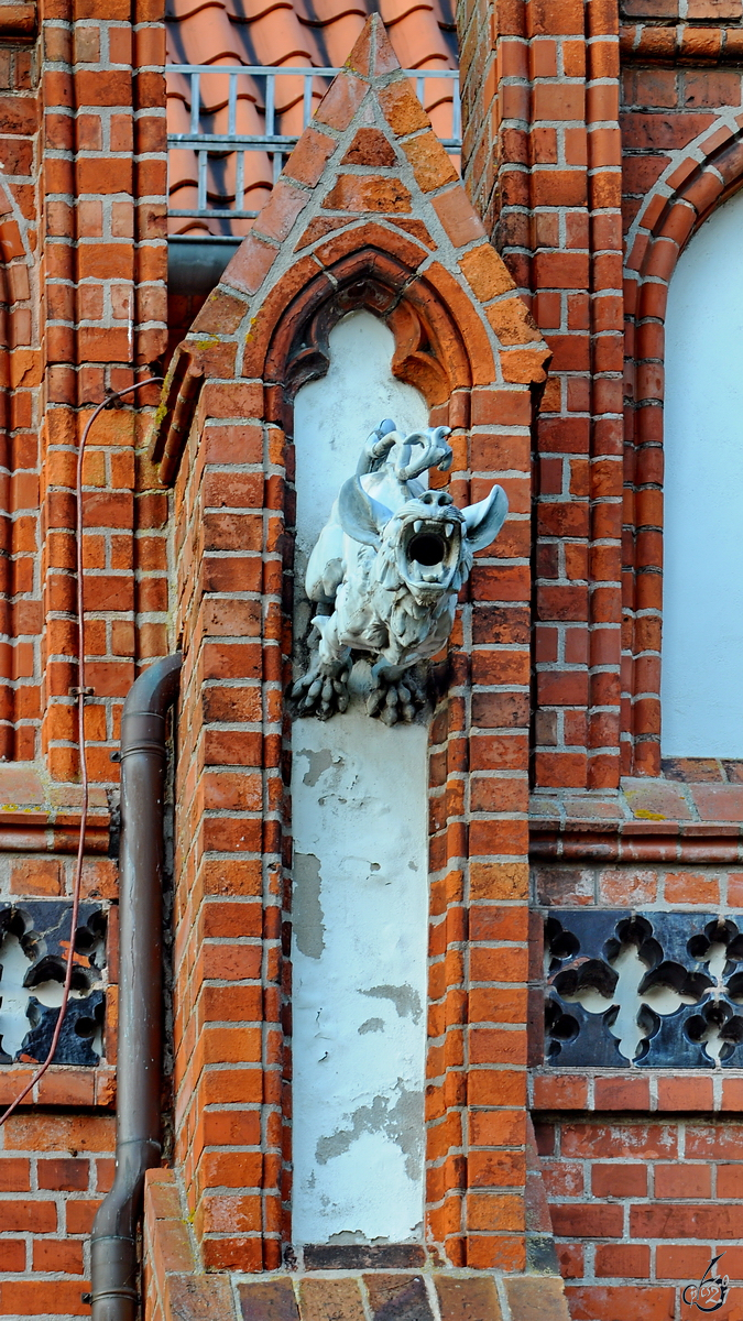 Blick auf einen der Wasserspeier an der Pfarrkirche St. Petri in Altentreptow. (August 2013)