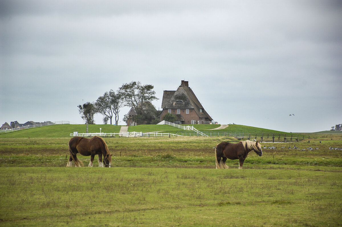 Blick auf Kirchwarft auf der Hallig Hooge. Aufnahme: 4. Oktober 2021.