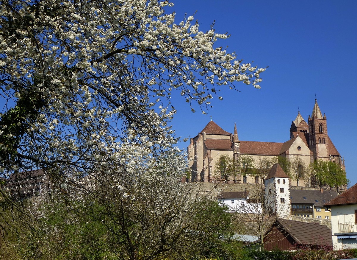 Breisach, Blick vom Rheinufer zum Mnster auf dem Burgberg, Mrz 2014