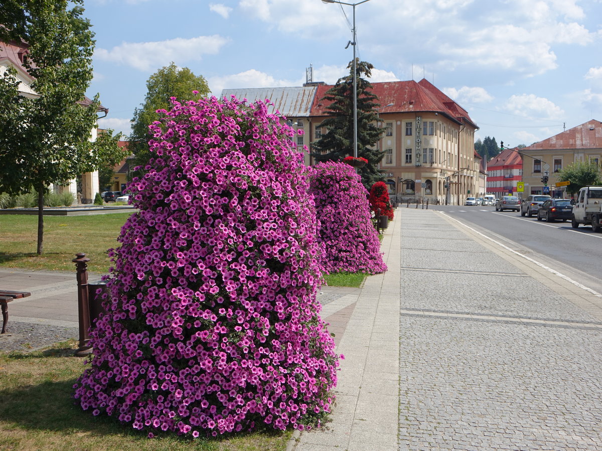 Brezno / Bries, Blumenschmuck am Stefanikovo Namesti (07.08.2020)