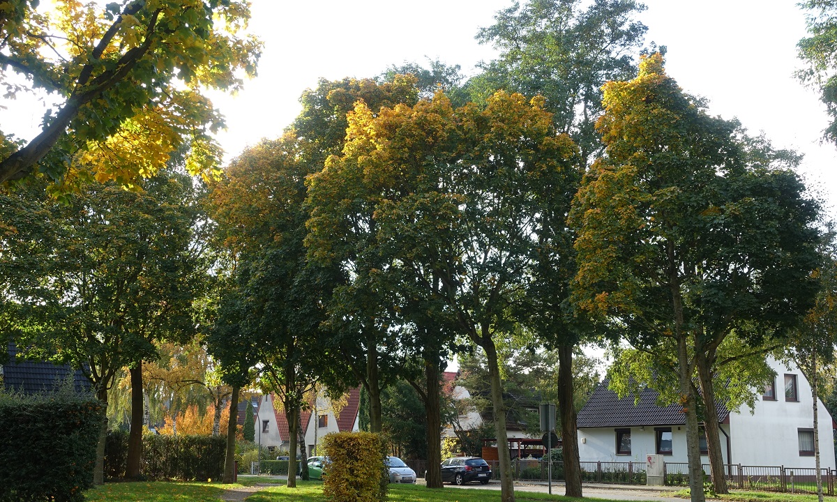 Bunter Herbst in Hamburg, im Stadtteil Billstedt am 24.10.2020 /