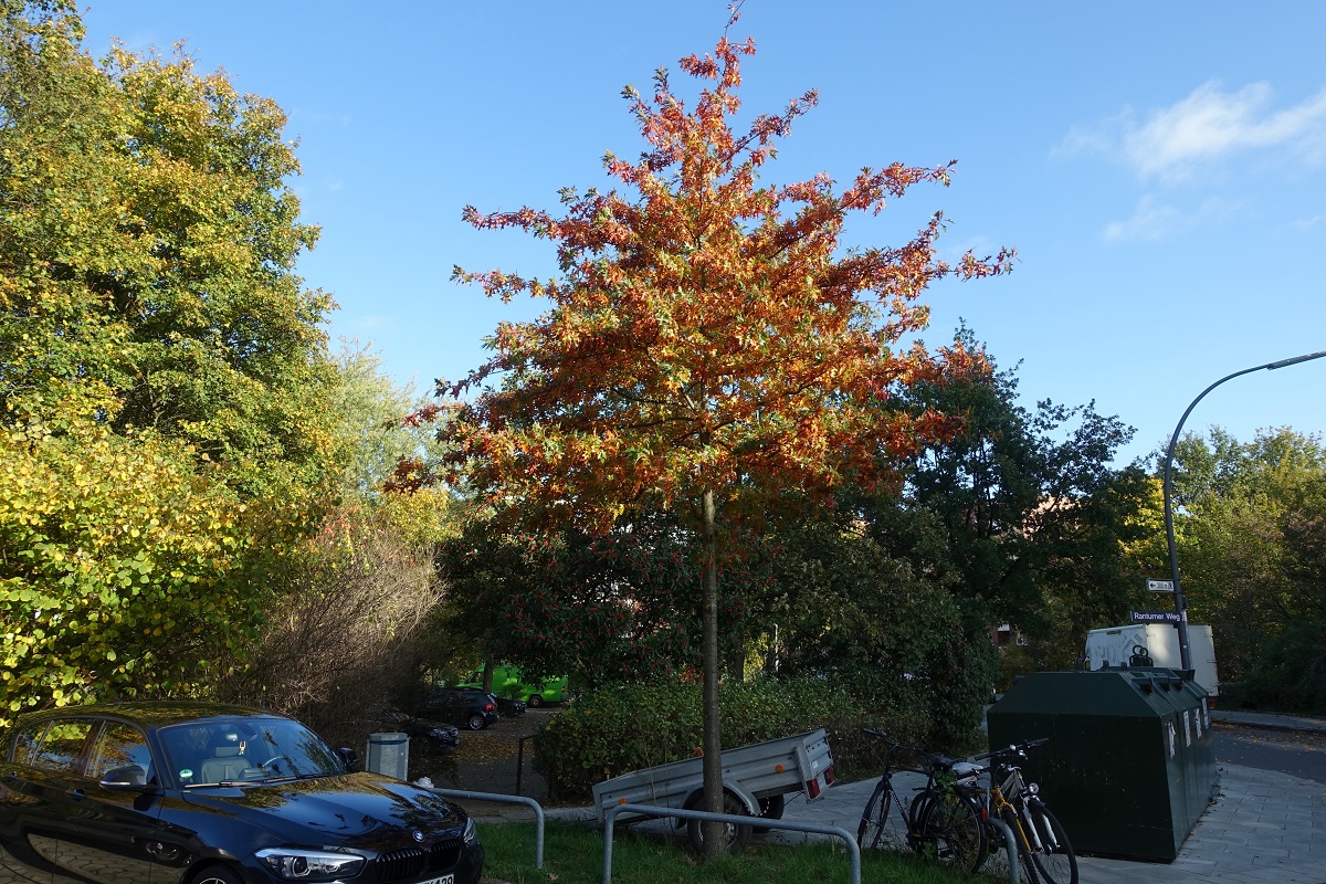 Bunter Herbst in Hamburg, im Stadtteil Billstedt am 27.10.2020 /