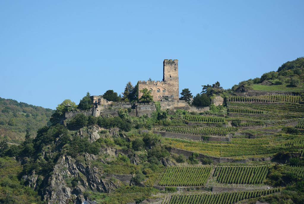 Burg Gutenfels mit Weinbergen oberhalb von Kaub - 17.09.2014