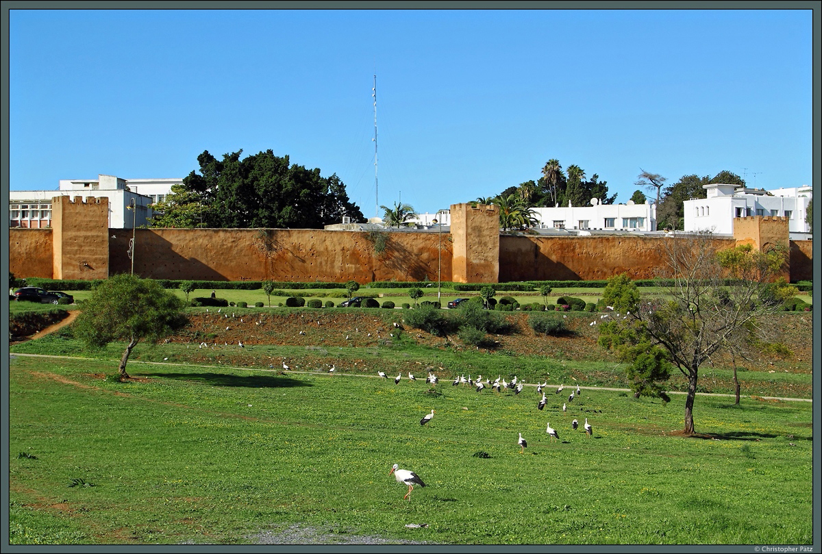 Die gut erhaltene Stadtmauer von Rabat wurde im 12. Jahrhundert errichtet. Hier ist ein Teilabschnitt nahe der Chellah zu sehen. Das Gebiet ist ein beliebter Nistplatz von Störchen. (Rabat, 23.11.2015)