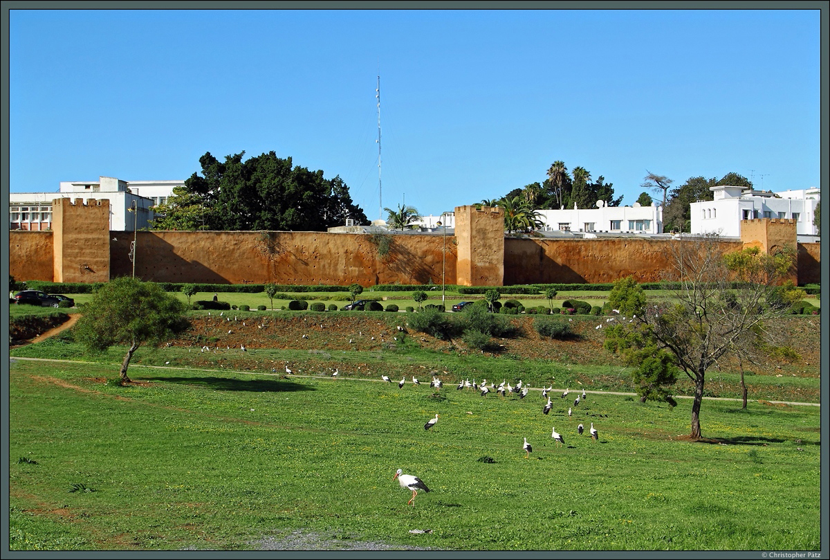 Die gut erhaltene Stadtmauer von Rabat wurde im 12. Jahrhundert errichtet. Hier ist ein Teilabschnitt nahe der Chellah zu sehen. Das Gebiet ist ein beliebter Nistplatz von Strchen. (Rabat, 23.11.2015)