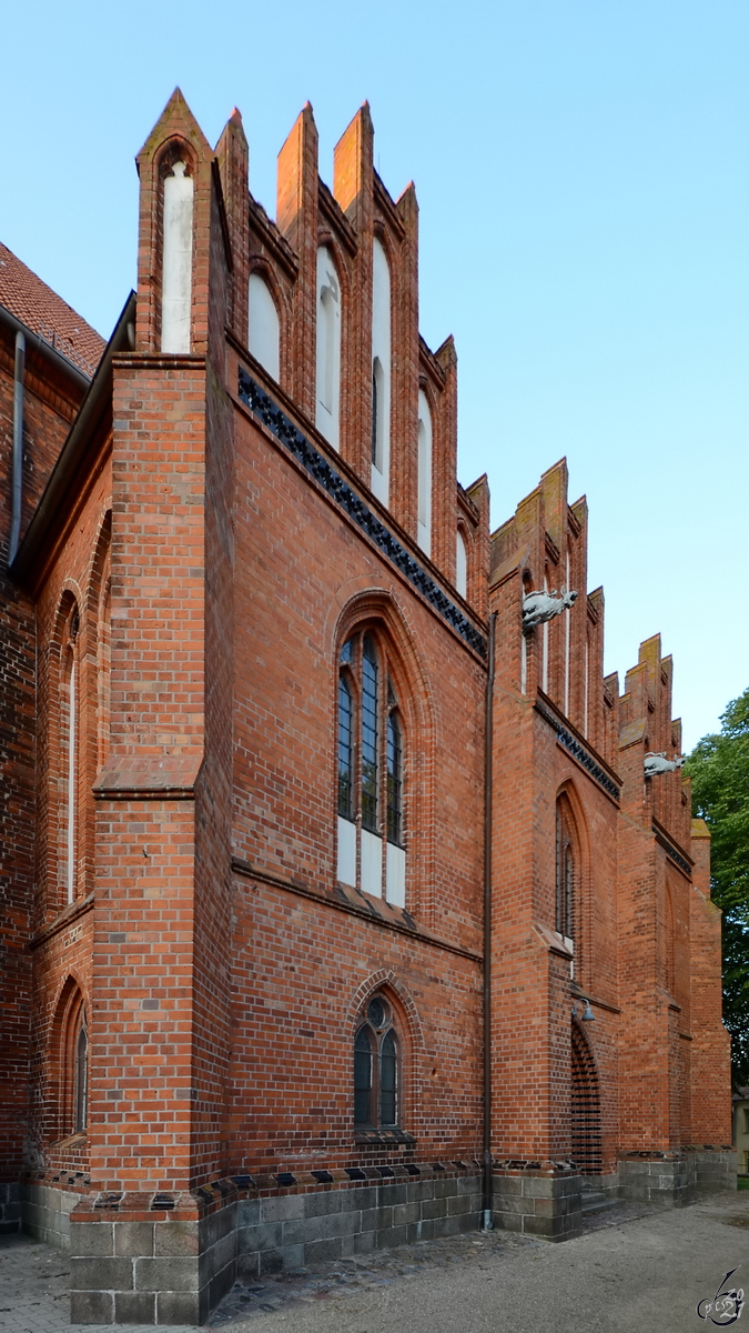 Die Sdseite der Pfarrkirche St. Petri, so gesehen Ende August 2013 in Altentreptow.