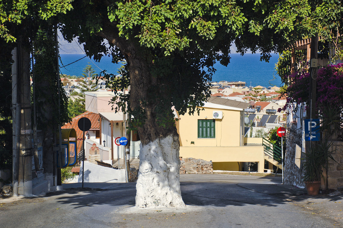 Ein Baum mitten in der Strae. Platanias - Kreta. Aufnahme: 22. Oktober 2016.