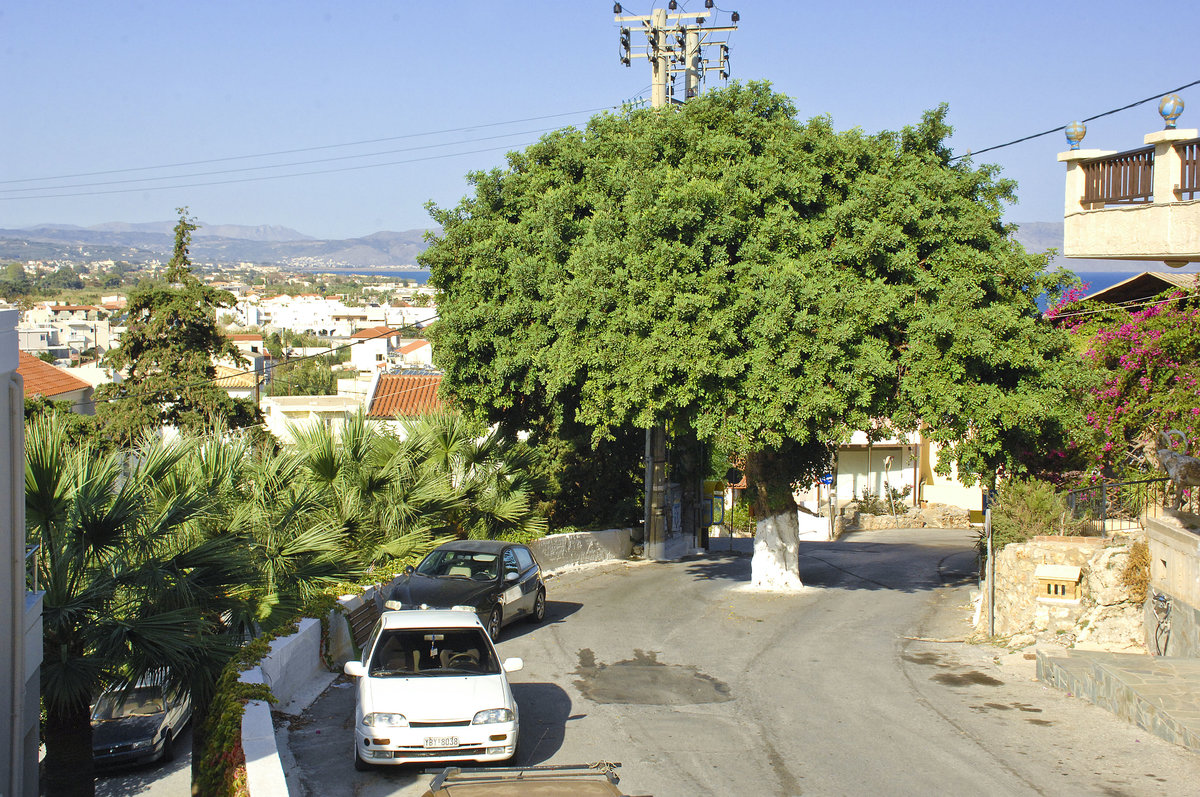 Ein Baum mitten in der Strae. Platanias - Kreta. Aufnahme: 22. Oktober 2016.