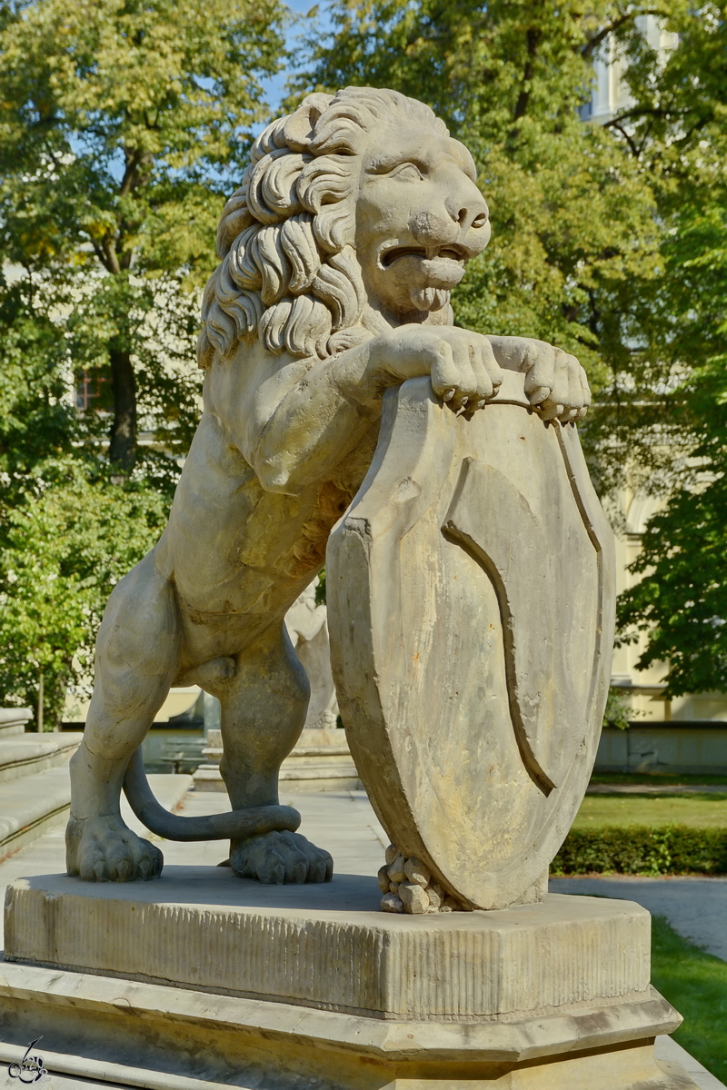 Ein Lwe im Wilanw-Park in Warschau. (August 2015)