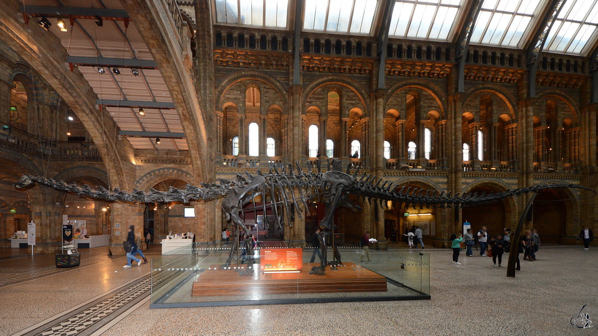 Ein riesiges Saurierskelett im Naturhistorischen Museum London. (September 2013)