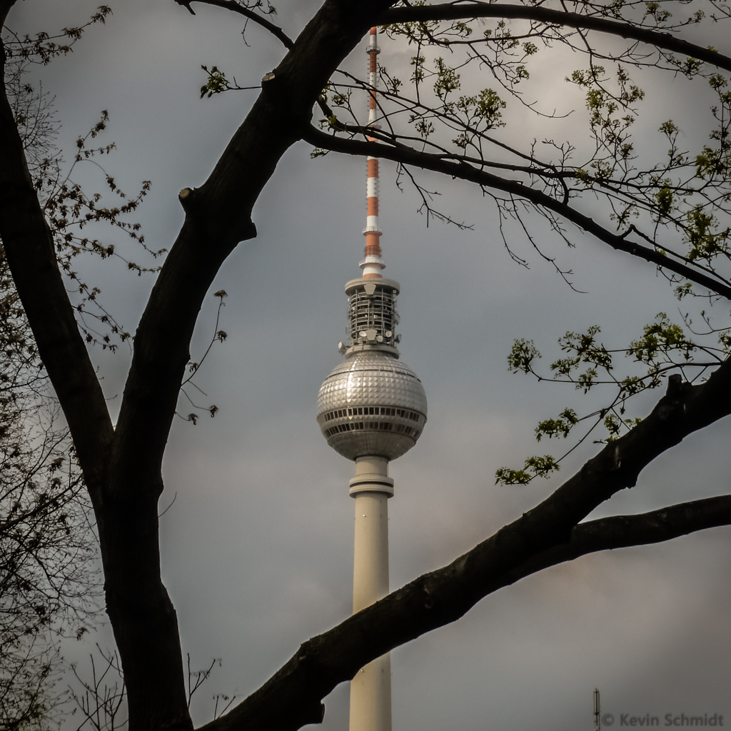 Eine kleine Berlin-Impression: Baum umrankt Fernsehturm. (19.04.2012)