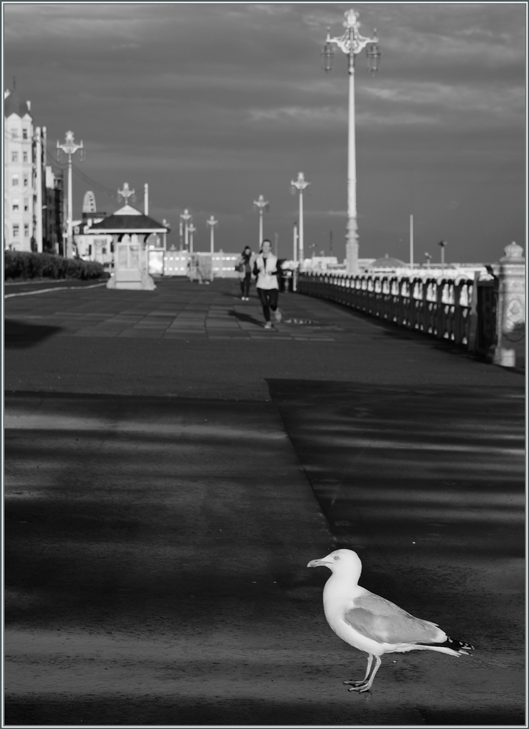 Eine Mwe mitten auf dem breiten Promenade - oder Brigton einmal anders gesehen.
25. April 2016