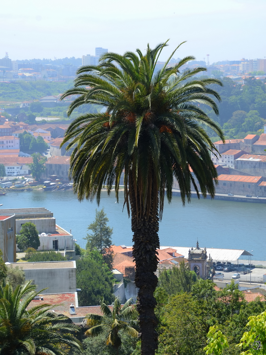Eine Palme versperrt den Blick auf den Fluss Douro. (Porto, Mai 2013)