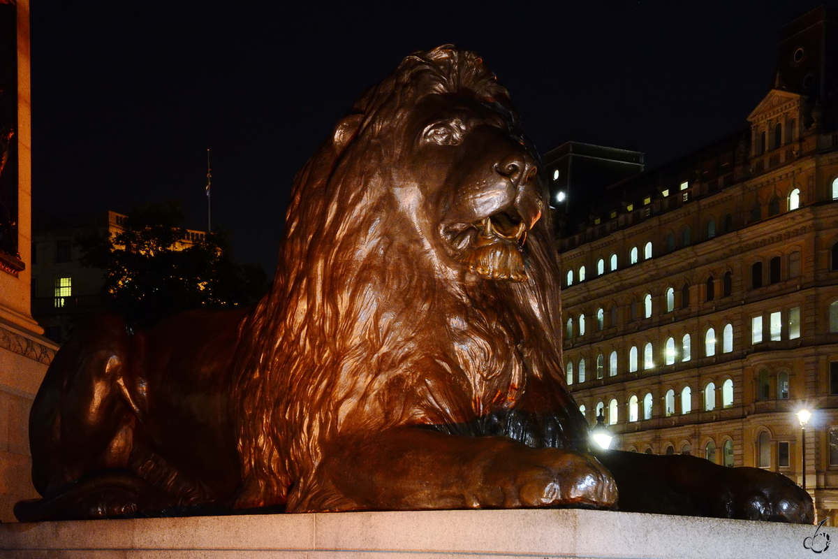 Einer der vier wachsamen Lwen der Nelsonsule auf dem Trafalgar Square in London. (September 2013)