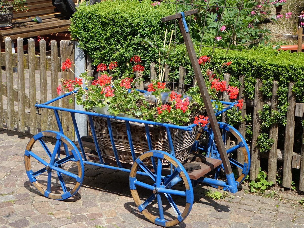 Engen, kleiner blumengeschmckter Leiterwagen in der Sammlungsgasse (25.05.2017)