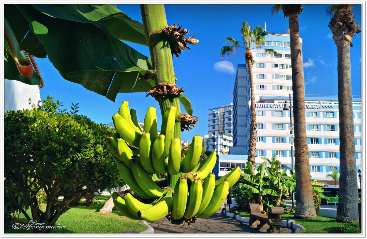 Ermita San Telmo, Bananen wachsen vor der kleinen Kapelle in San Telmo, Puerto de la Cruz auf Teneriffa. November 2017