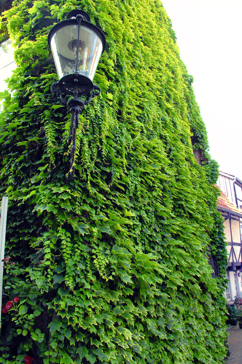 Fassade mit Efeu begrnt. Motiv om Bckergang in der Lbecker Innenstadt. Aufnahme: 21. August 2021.