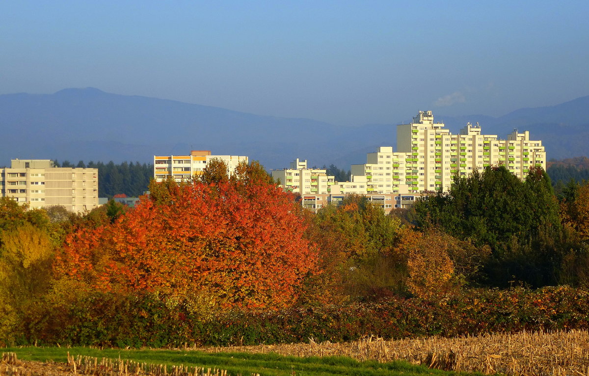 Freiburg, Herbstfarben am Lehener Bergle mit dem Stadtteil Landwasser, Okt.2015