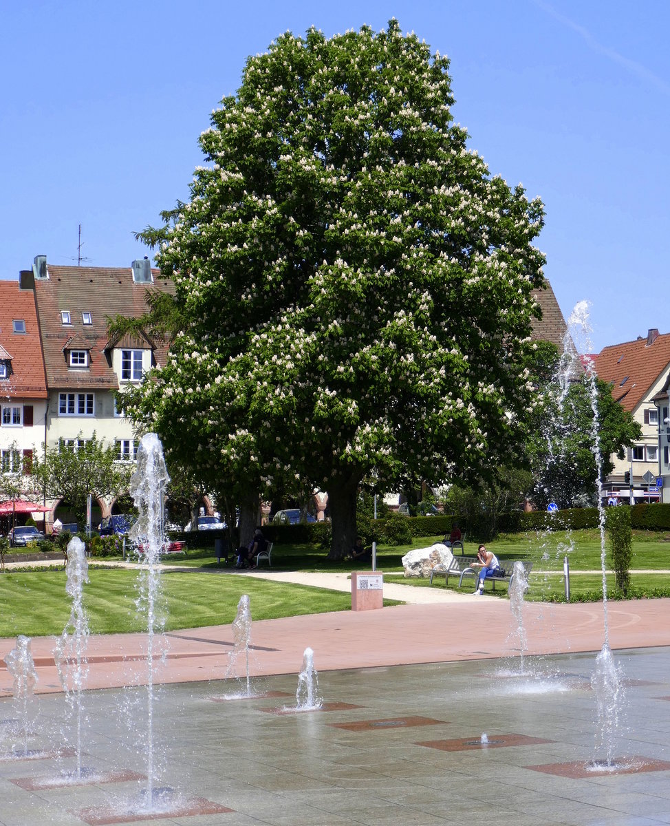 Freudenstadt, Rokastanie in voller Blte auf dem Marktplatz, Juni 2019