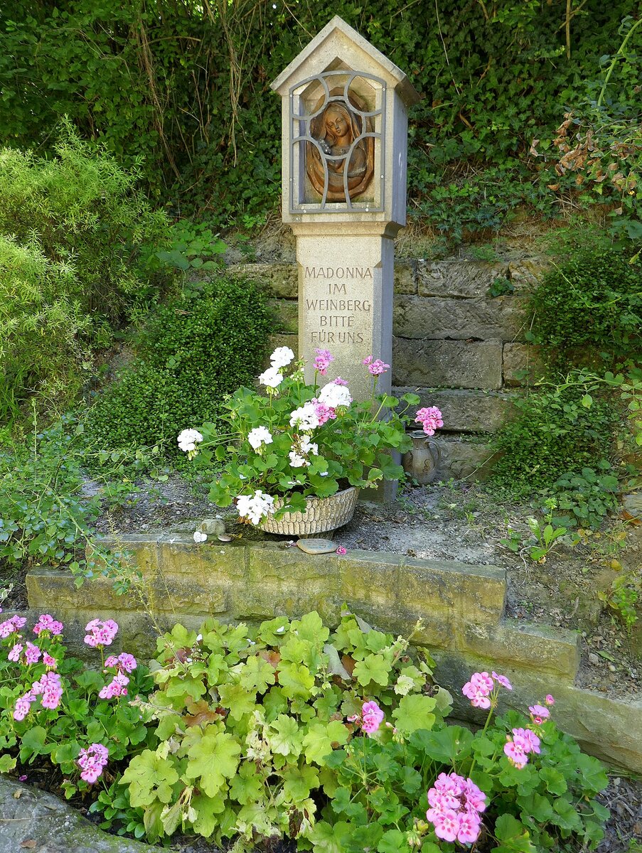 Gottenheim, die  Madonna im Weinberg  steht in den Weinbergen des Tuniberges, Sept.2023