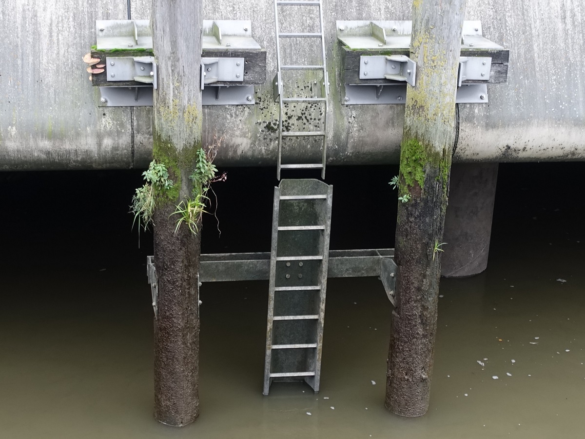 Hamburg am 16.11.2021: „es grnt so grn“ an den Duckdalben, bis in diese Hhe geht das Fluthochwasser, dort findet die Natur ihren Lebensraum /