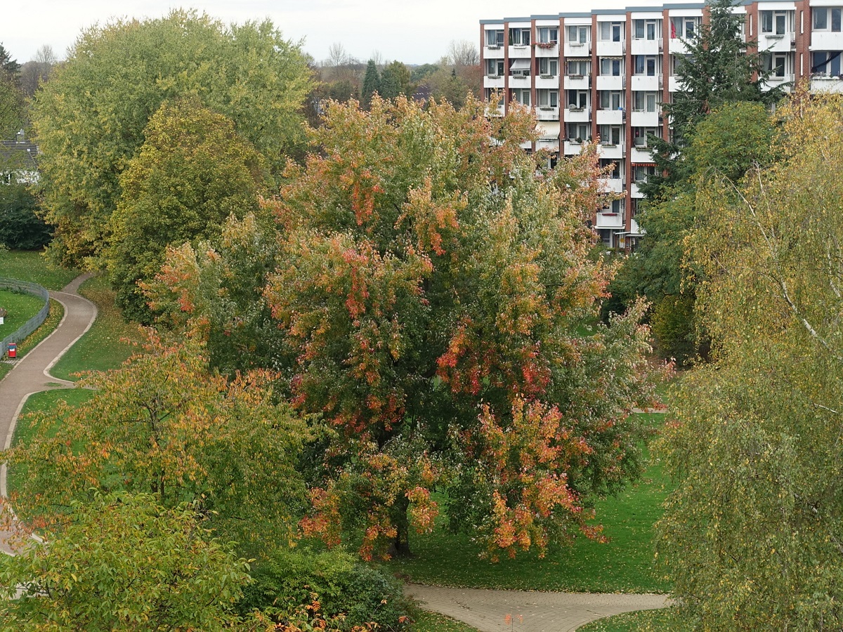 Hamburg am 4.11.2022: langsam wird es Herbst im Osten der Stadt /